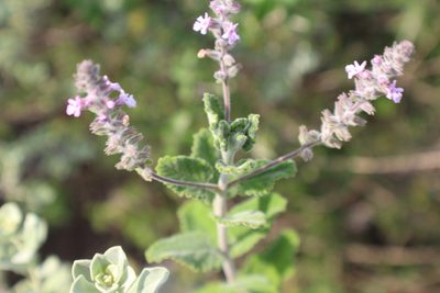 Aloysia macrostachya, photographed by Francisco Martínez González