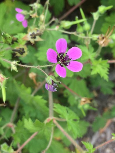 Geranium ocellatum, photographed by Katja Seltmann