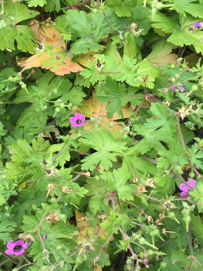 Geranium ocellatum, photographed by Katja Seltmann