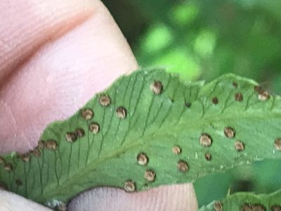 Phanerophlebia umbonata, photographed by Adriana Nelly Correa Sandoval
