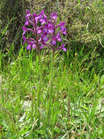 Anacamptis boryi, photographed by Ronald Flipphi