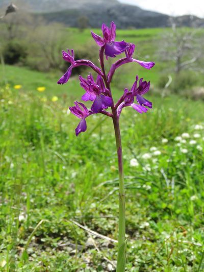 Anacamptis boryi, photographed by Ronald Flipphi
