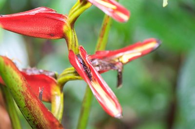 Heliconia tortuosa, photographed by Jonathan Eisen