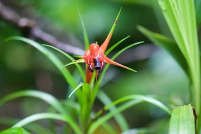 Werauhia insignis, photographed by Jonathan Eisen