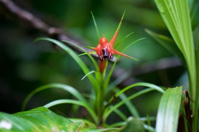 Werauhia insignis, photographed by Jonathan Eisen