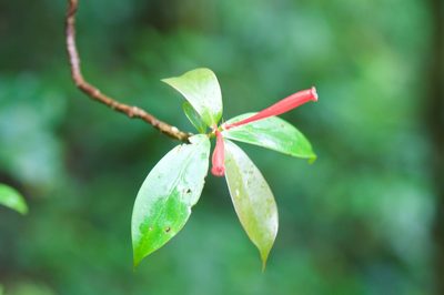 Hillia triflora, photographed by Jonathan Eisen