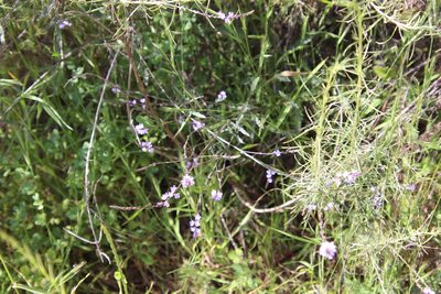 Verbena menthifolia, photographed by Millie Basden