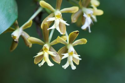 Epidendrum exasperatum, photographed by Jonathan Eisen
