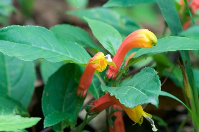 Centropogon solanifolius, photographed by Jonathan Eisen