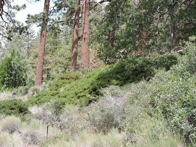 Arctostaphylos parryana, photographed by cwwood