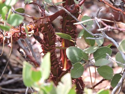 Arctostaphylos parryana, photographed by cwwood