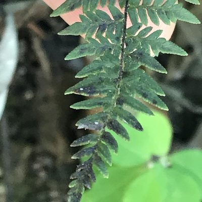 Myriopteris microphylla, photographed by Adriana Nelly Correa Sandoval
