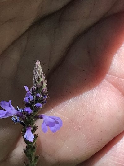 Verbena neomexicana, photographed by Adriana Nelly Correa Sandoval