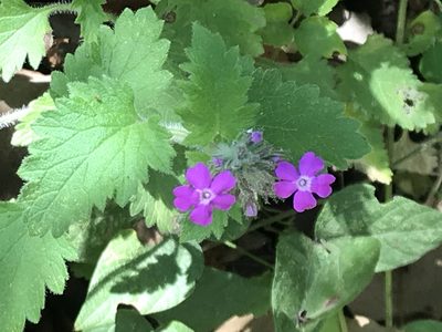 Verbena polyantha, photographed by Adriana Nelly Correa Sandoval