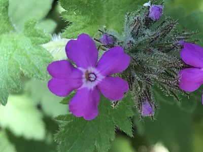 Verbena polyantha, photographed by Adriana Nelly Correa Sandoval