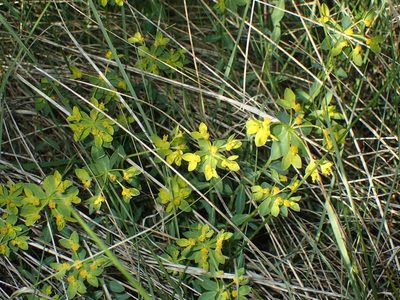 Euphorbia flavicoma, photographed by Julien Renoult