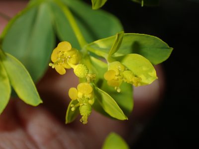 Euphorbia flavicoma, photographed by Julien Renoult