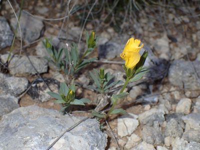 Linum campanulatum, photographed by Julien Renoult