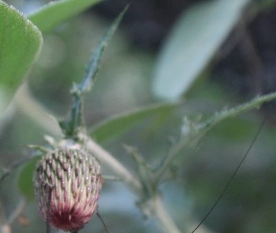 Cirsium pringlei, photographed by Francisco Martínez González