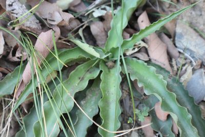 Agave variegata, photographed by Francisco Martínez González