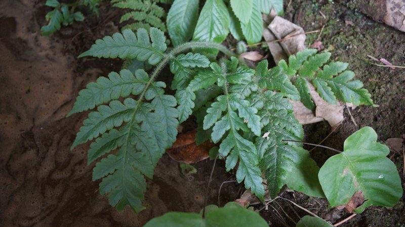 Lonchitis hirsuta, photographed by Diego Inclan
