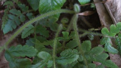 Lonchitis hirsuta, photographed by Diego Inclan