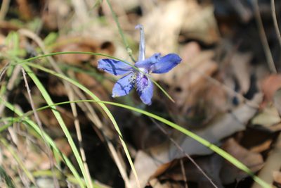Delphinium madrense, photographed by Francisco Martínez González