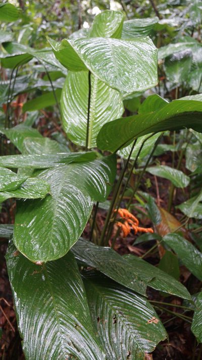 Stromanthe stromanthoides, photographed by Diego Inclan