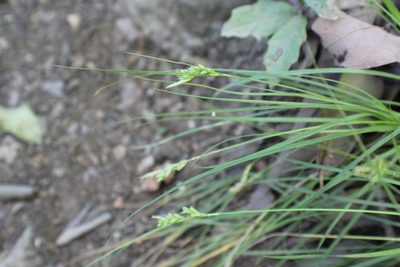 Carex planostachys, photographed by Francisco Martínez González
