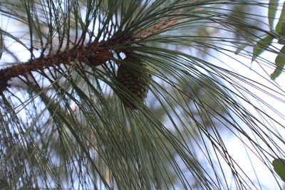 Pinus pseudostrobus, photographed by Francisco Martínez González