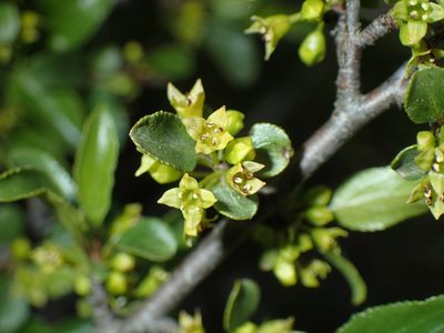 Rhamnus saxatilis, photographed by Julien Renoult