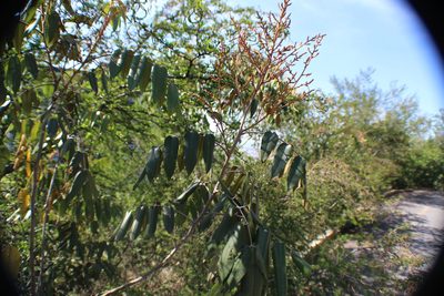Decatropis bicolor, photographed by Francisco Martínez González