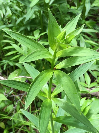 Lilium grayi, photographed by Alan Weakley