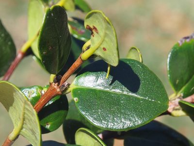 Myrcianthes storkii, photographed by Lena Struwe