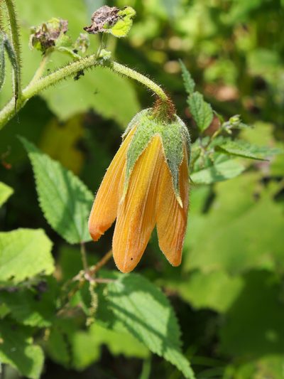 Nasa speciosa, photographed by Lena Struwe