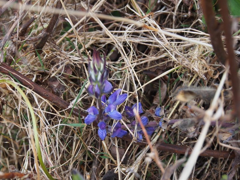 Lupinus costaricensis, photographed by Lena Struwe