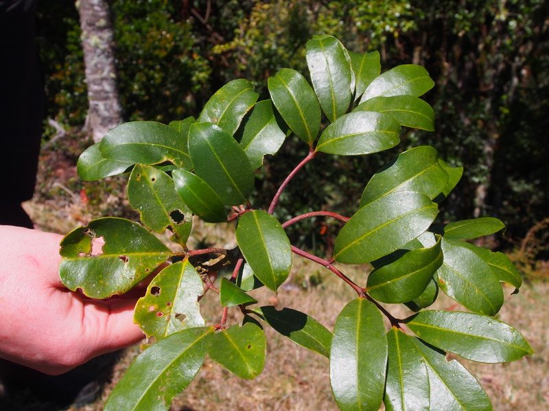 Zanthoxylum melanostictum, photographed by Lena Struwe