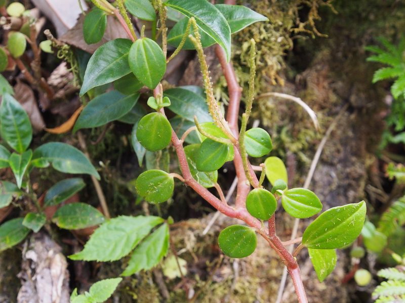 Peperomia esperanzana, photographed by Lena Struwe