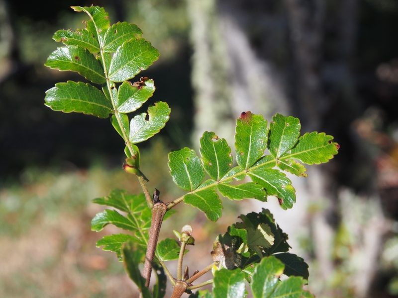 Weinmannia burserifolia, photographed by Lena Struwe