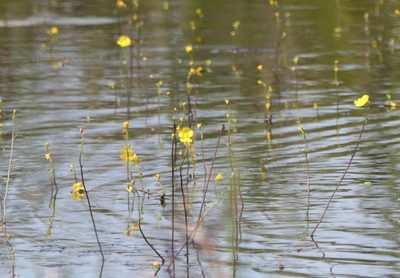 Utricularia floridana, photographed by Lauren McLaurin
