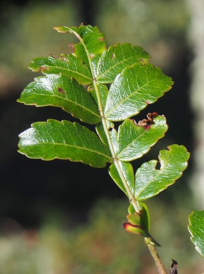 Weinmannia burserifolia, photographed by Lena Struwe