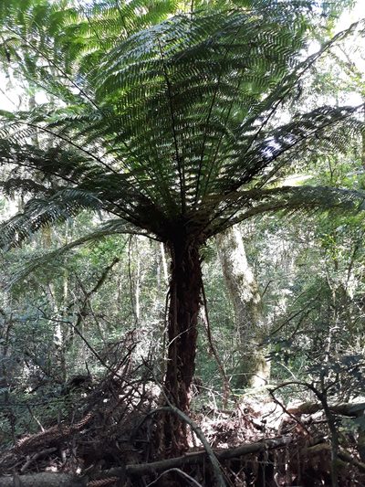 Dicksonia sellowiana, photographed by Edson Luis Fabro Gasperin