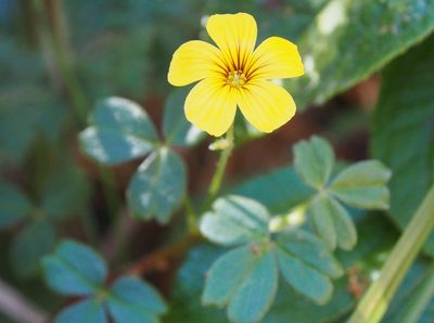 Oxalis spiralis, photographed by Lena Struwe