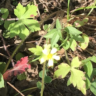 Ranunculus sierrae-orientalis, photographed by Adriana Nelly Correa Sandoval