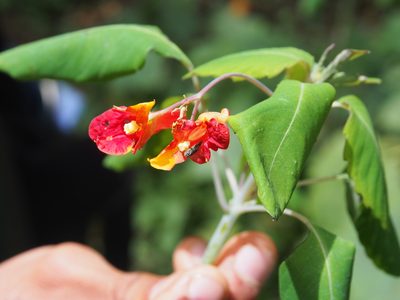Impatiens turrialbana, photographed by Lena Struwe