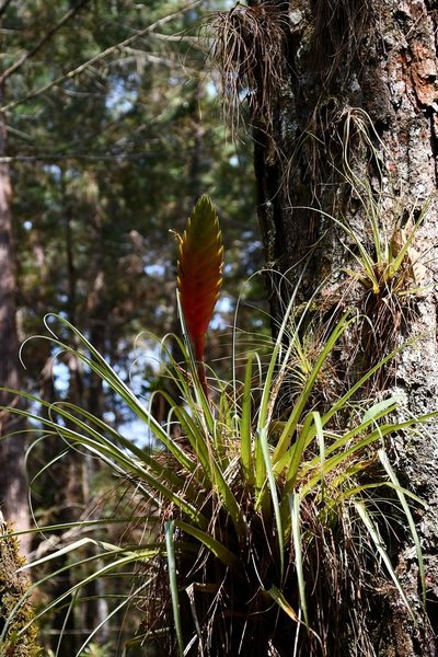 Tillandsia lampropoda, photographed by Neptalí Ramírez Marcial