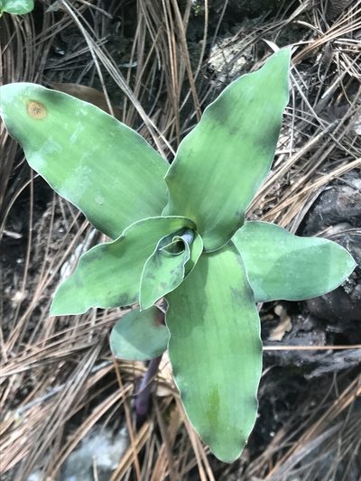 Tradescantia brevifolia, photographed by Adriana Nelly Correa Sandoval