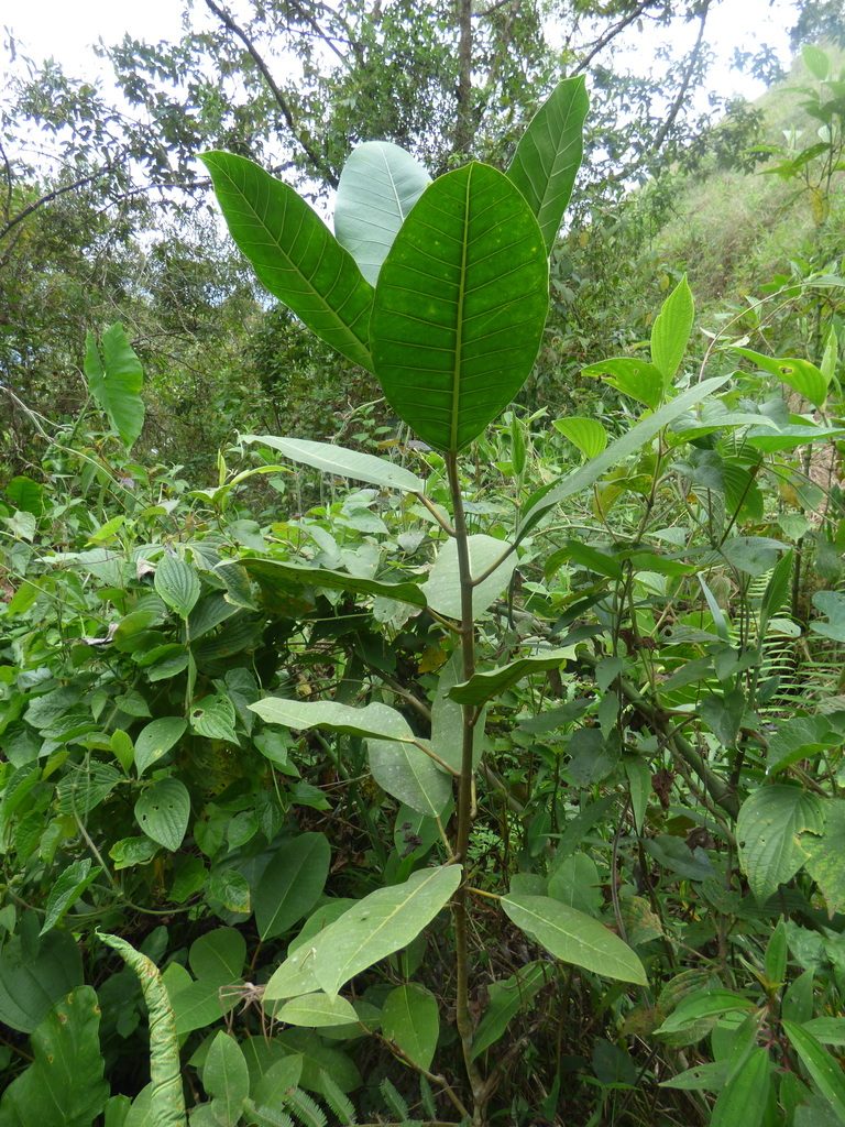 Ficus tonduzii, photographed by Daniel van der Post