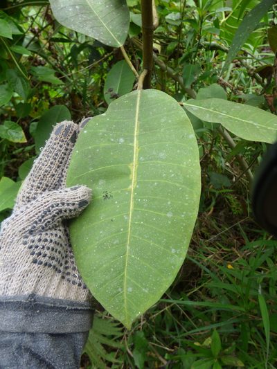 Ficus tonduzii, photographed by Daniel van der Post