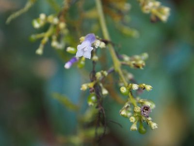 Palicourea adusta, photographed by Lena Struwe